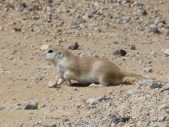 Xerospermophilus tereticaudus