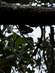 Euploea core corinna