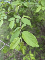 Grewia flavescens