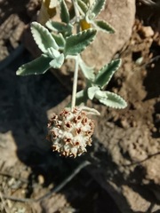 Buddleja marrubiifolia