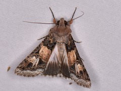 Melipotis agrotoides