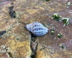 Acanthinucella