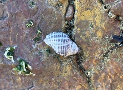 Acanthinucella