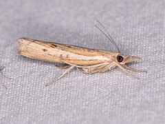 Fissicrambus quadrinotellus