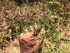 Mezoneuron brachycarpum