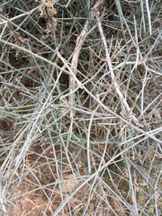 Ephedra antisyphilitica