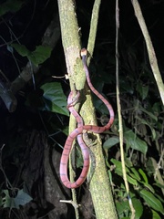 Siphlophis compressus