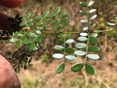 Mezoneuron brachycarpum
