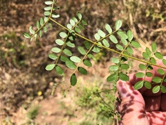 Mezoneuron brachycarpum