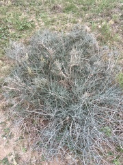 Ephedra antisyphilitica