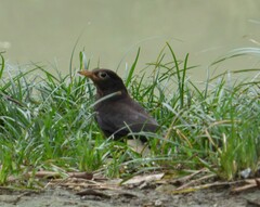 Turdus mandarinus
