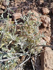Buddleja marrubiifolia