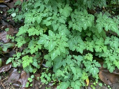 Corydalis sheareri
