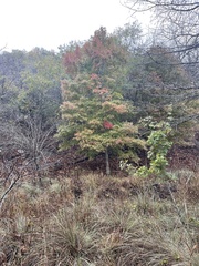 Acer grandidentatum