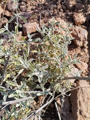 Buddleja marrubiifolia
