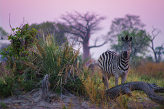 Equus quagga chapmani