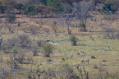 Equus quagga chapmani