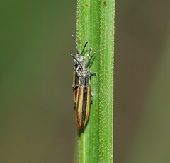Eurispa vittata