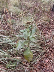 Verbesina virginica
