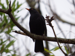 Turdus merula