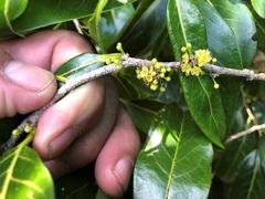 Casearia multinervosa