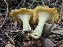 Cantharellus cascadensis