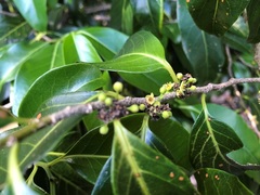 Casearia multinervosa