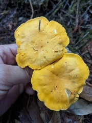 Cantharellus cascadensis