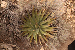 Agave utahensis kaibabensis