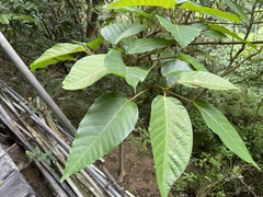 Ficus variegata garciae
