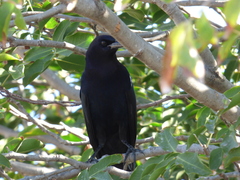 Molothrus bonariensis