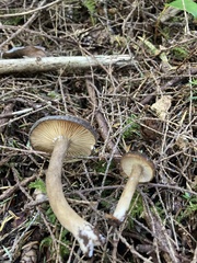 Lactarius fallax concolor