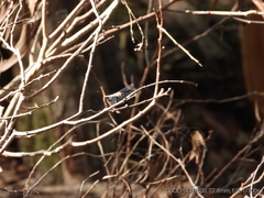 Brachydiplax