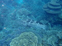 Epinephelus malabaricus