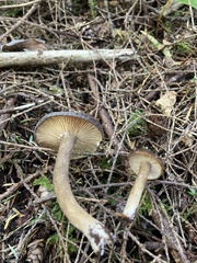 Lactarius fallax concolor
