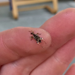 Stephanorhynchus curvipes