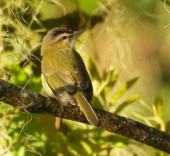 Vireo chivi