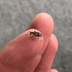 Stephanorhynchus curvipes