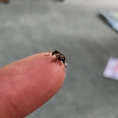 Stephanorhynchus curvipes