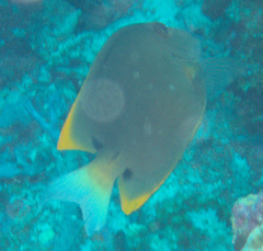 Ctenochaetus tominiensis