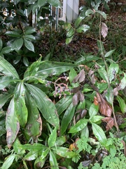 Pollia japonica