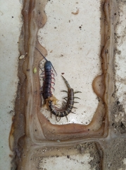 Chilopoda