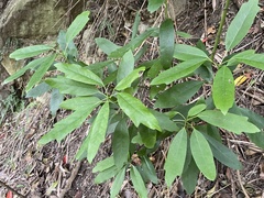 Daphniphyllum oldhami