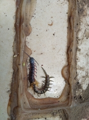 Chilopoda
