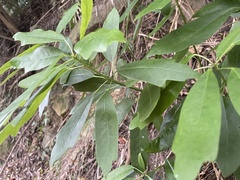 Daphniphyllum oldhami