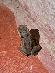 Rhinella marina