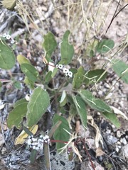 Euphorbia pediculifera
