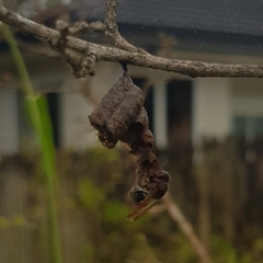 Ropalidia revolutionalis