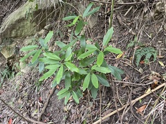 Daphniphyllum oldhami