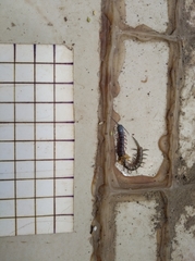 Chilopoda